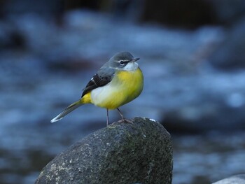 2021年11月30日(火) 乙川の野鳥観察記録