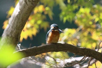 カワセミ 明石公園 2021年11月4日(木)