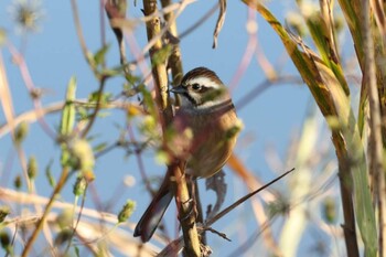 Meadow Bunting 猪名川 Thu, 12/2/2021