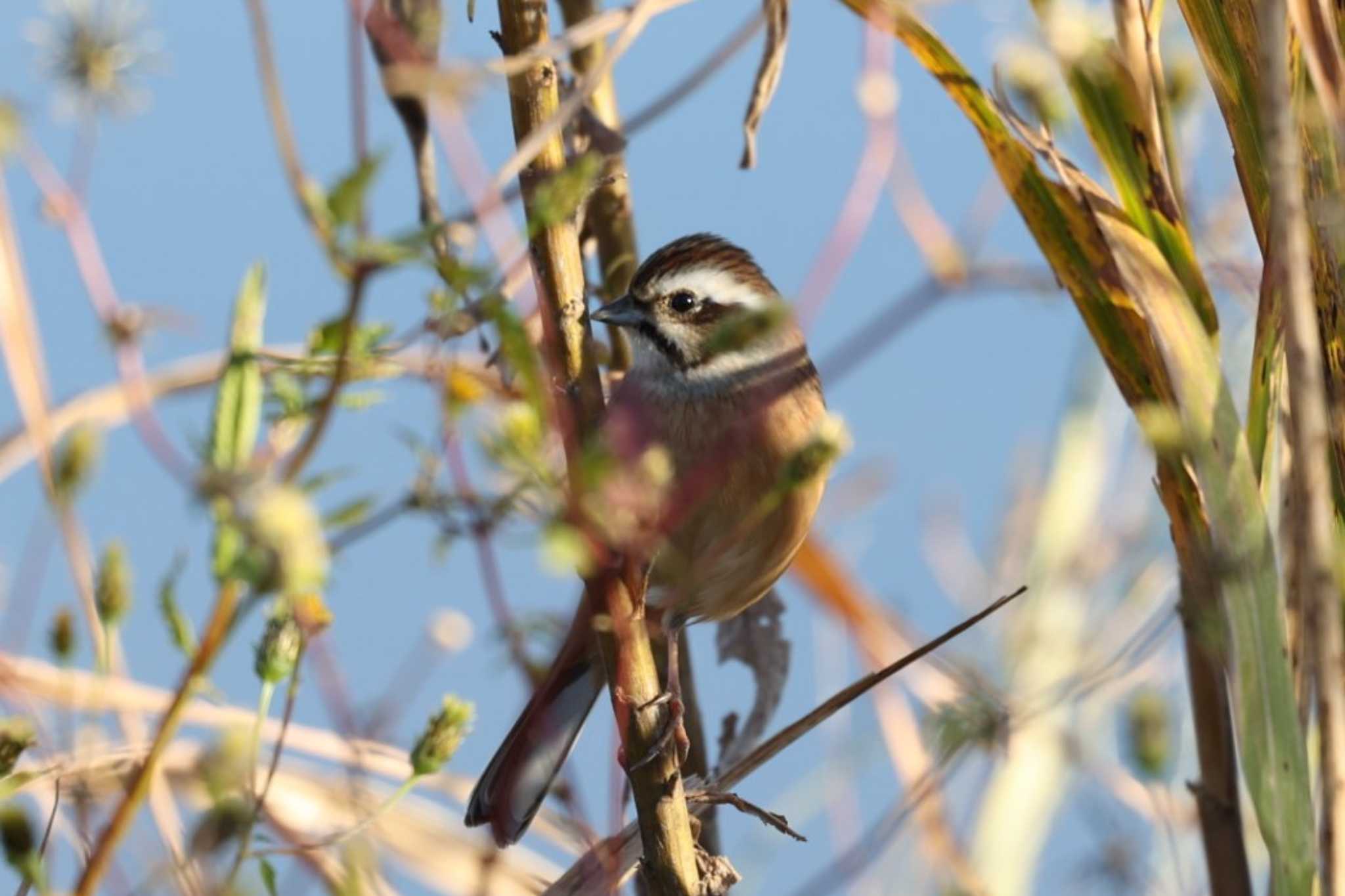 Photo of Meadow Bunting at 猪名川 by トビトチヌ