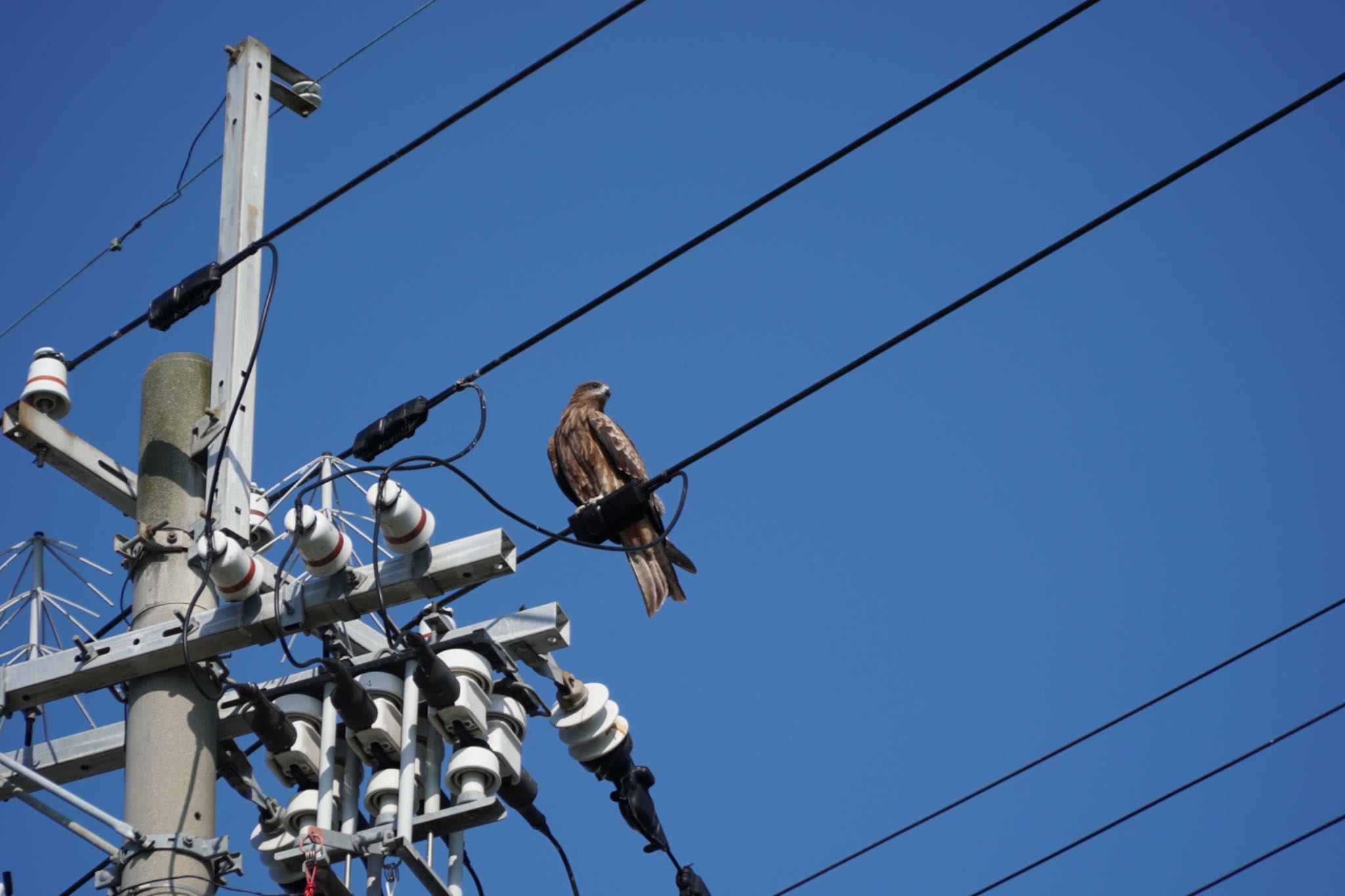 Photo of Black Kite at 福井県小浜市 by 杏仁豆腐