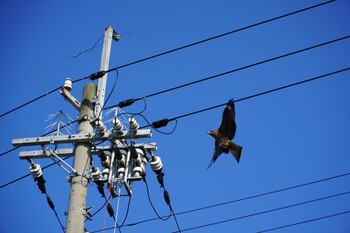 Black Kite 福井県小浜市 Sat, 11/20/2021