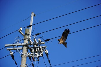 Black Kite 福井県小浜市 Sat, 11/20/2021