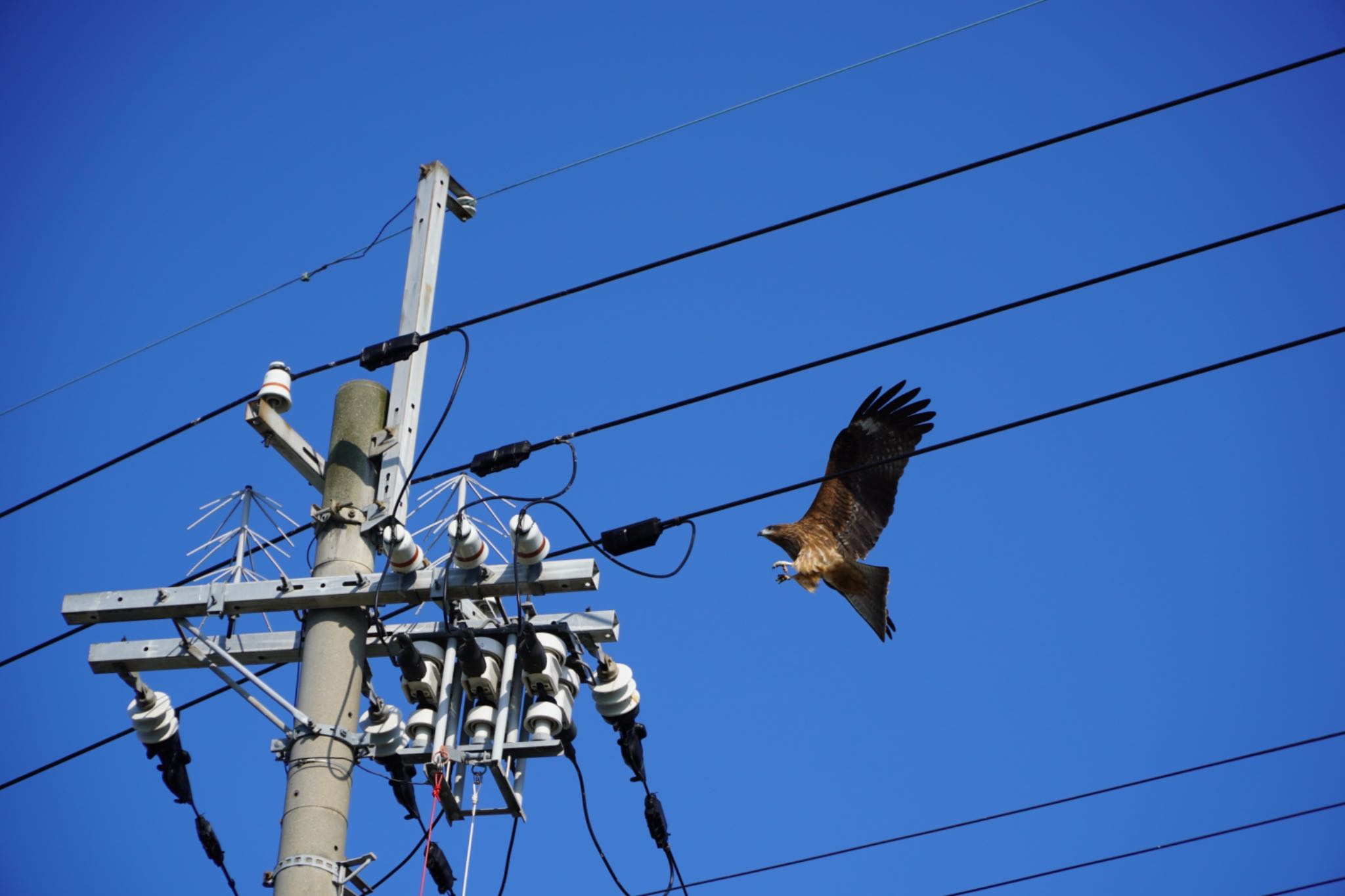 Photo of Black Kite at 福井県小浜市 by 杏仁豆腐