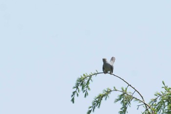 カッコウ 山梨県 2017年5月21日(日)