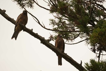 2021年12月2日(木) 松江城の野鳥観察記録