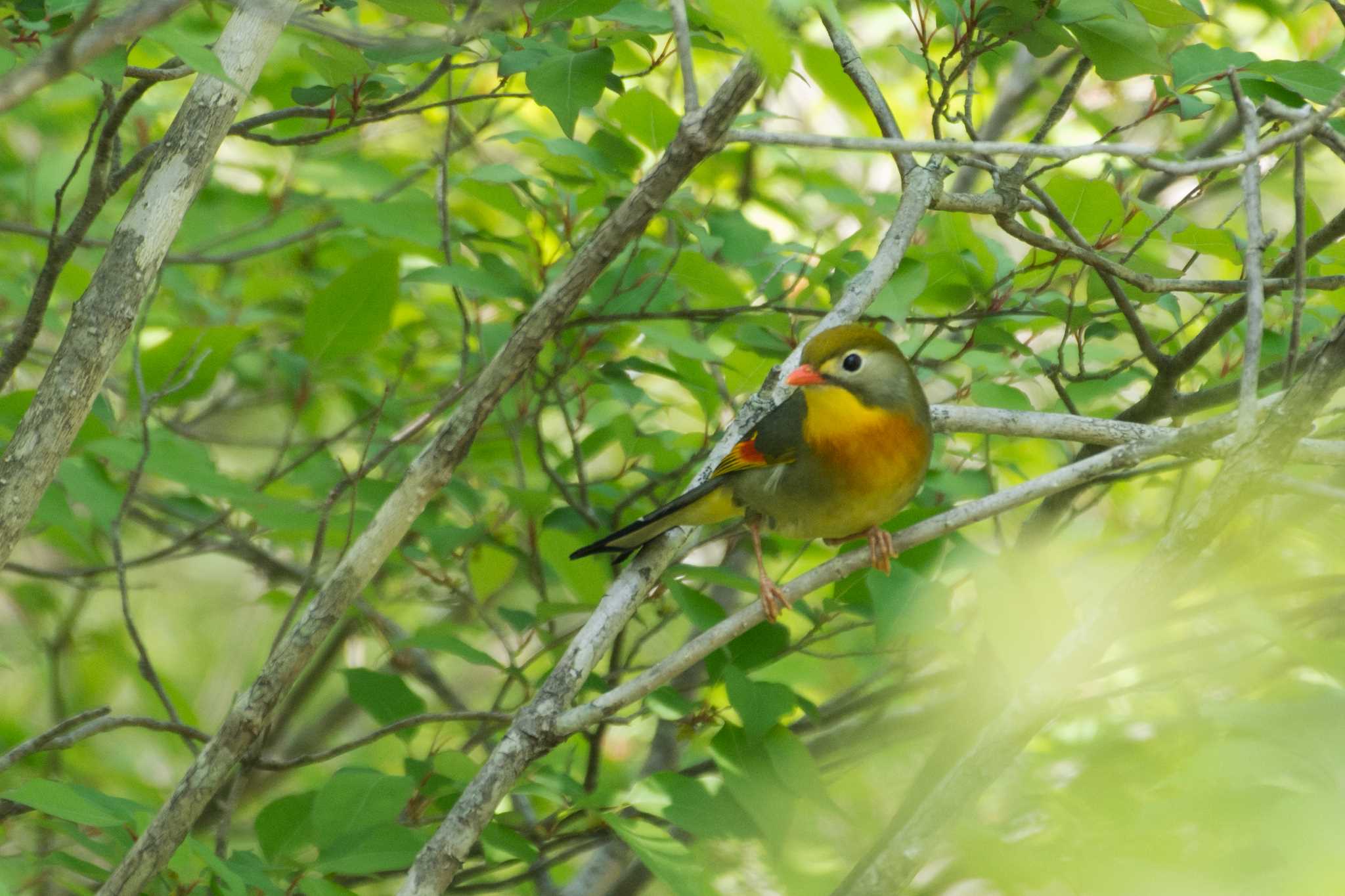 山梨県 ソウシチョウの写真 by 倶利伽羅