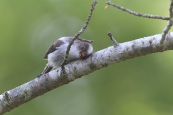 Mon, 5/22/2017 Birding report at 滋賀県甲賀市甲南町創造の森