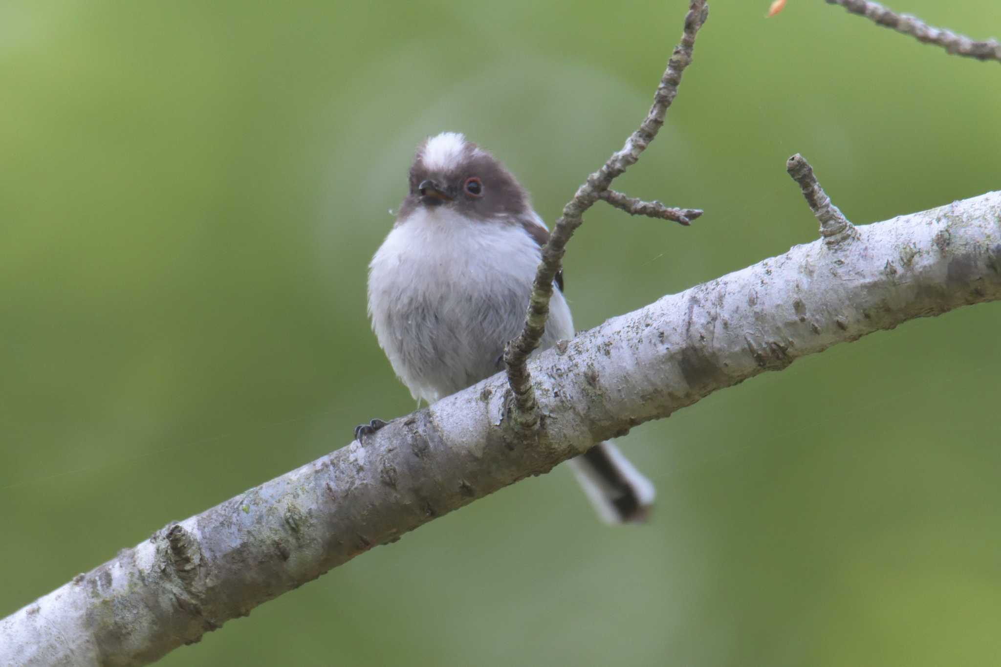 Photo of Long-tailed Tit at 滋賀県甲賀市甲南町創造の森 by masatsubo