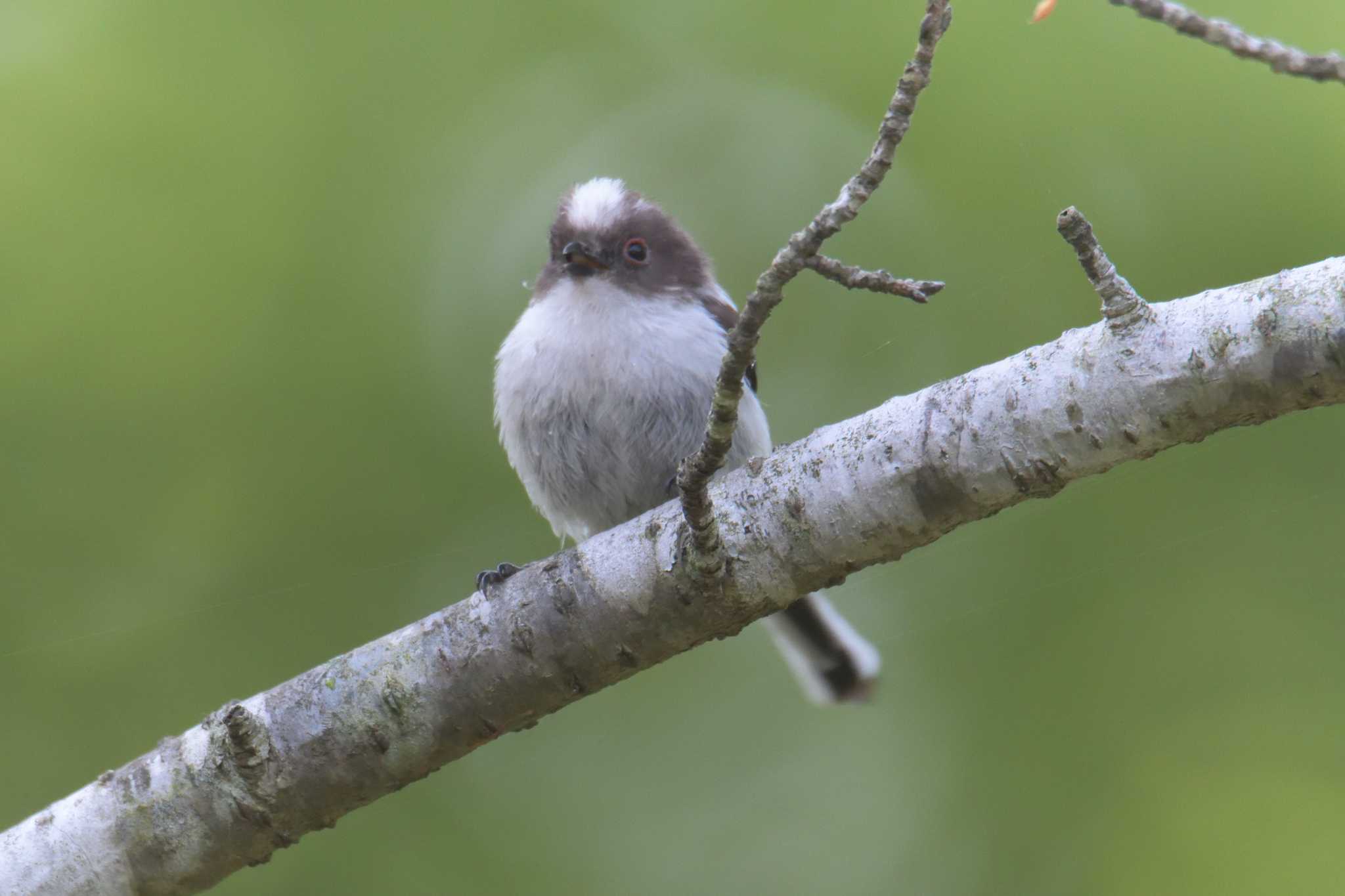 Long-tailed Tit