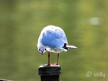 Black-headed Gull Shinobazunoike Unknown Date