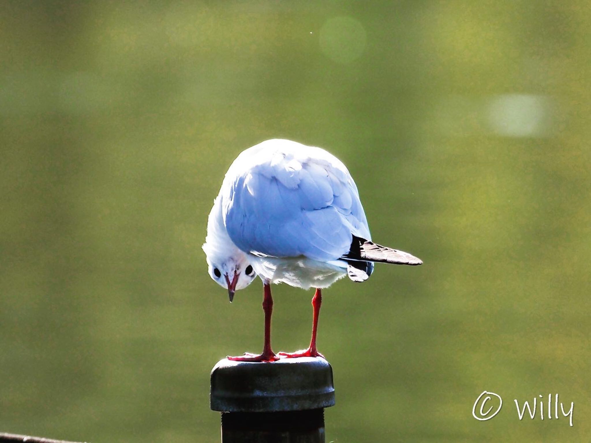 Photo of Black-headed Gull at Shinobazunoike by willy