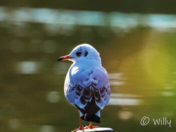 Black-headed Gull Shinobazunoike Unknown Date