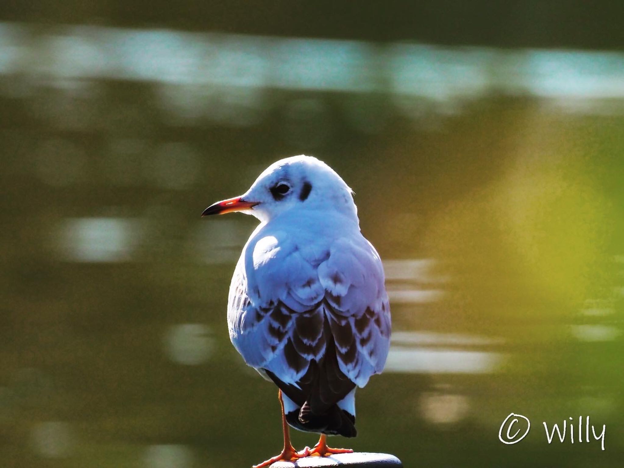 Photo of Black-headed Gull at Shinobazunoike by willy