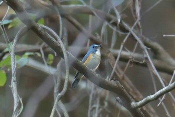 ルリビタキ 滋賀県甲賀市甲南町創造の森 2021年12月2日(木)