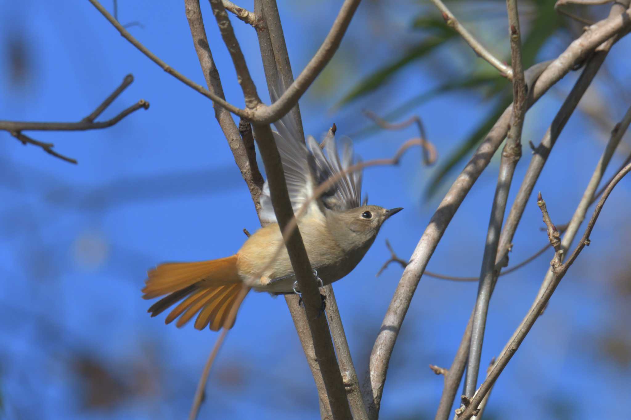 滋賀県甲賀市甲南町創造の森 ジョウビタキの写真 by masatsubo