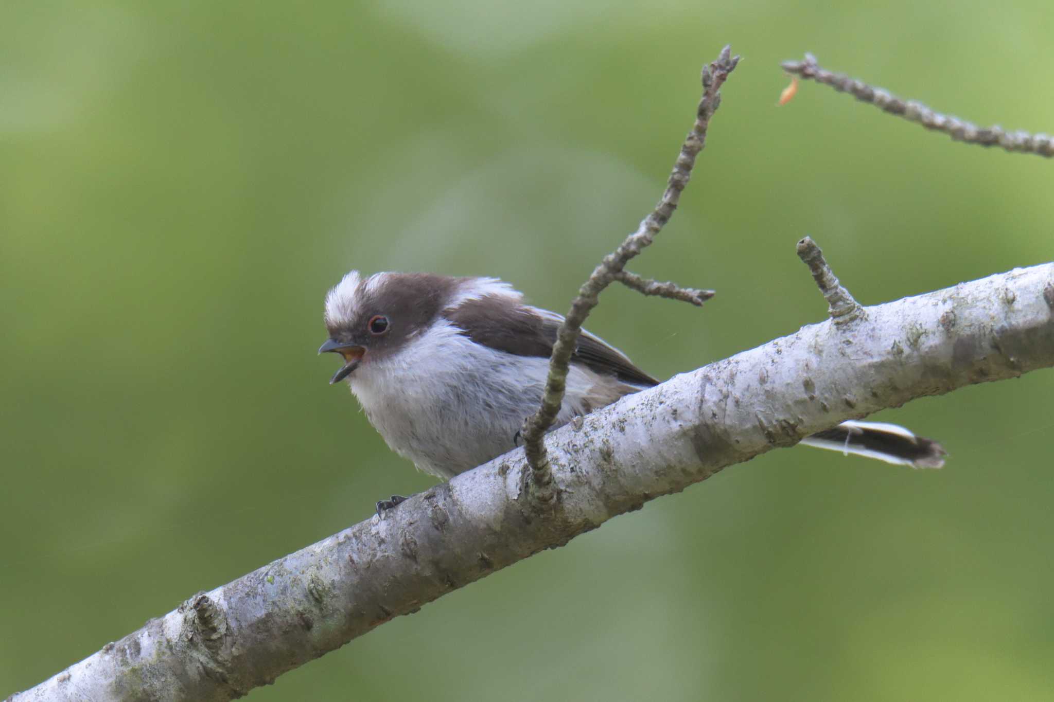 Long-tailed Tit