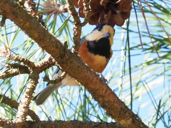 2021年12月2日(木) 神奈川県伊勢原市葛葉川の野鳥観察記録