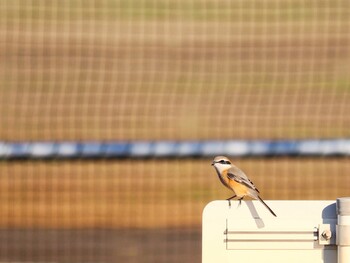 Bull-headed Shrike 境川遊水地公園 Thu, 12/2/2021