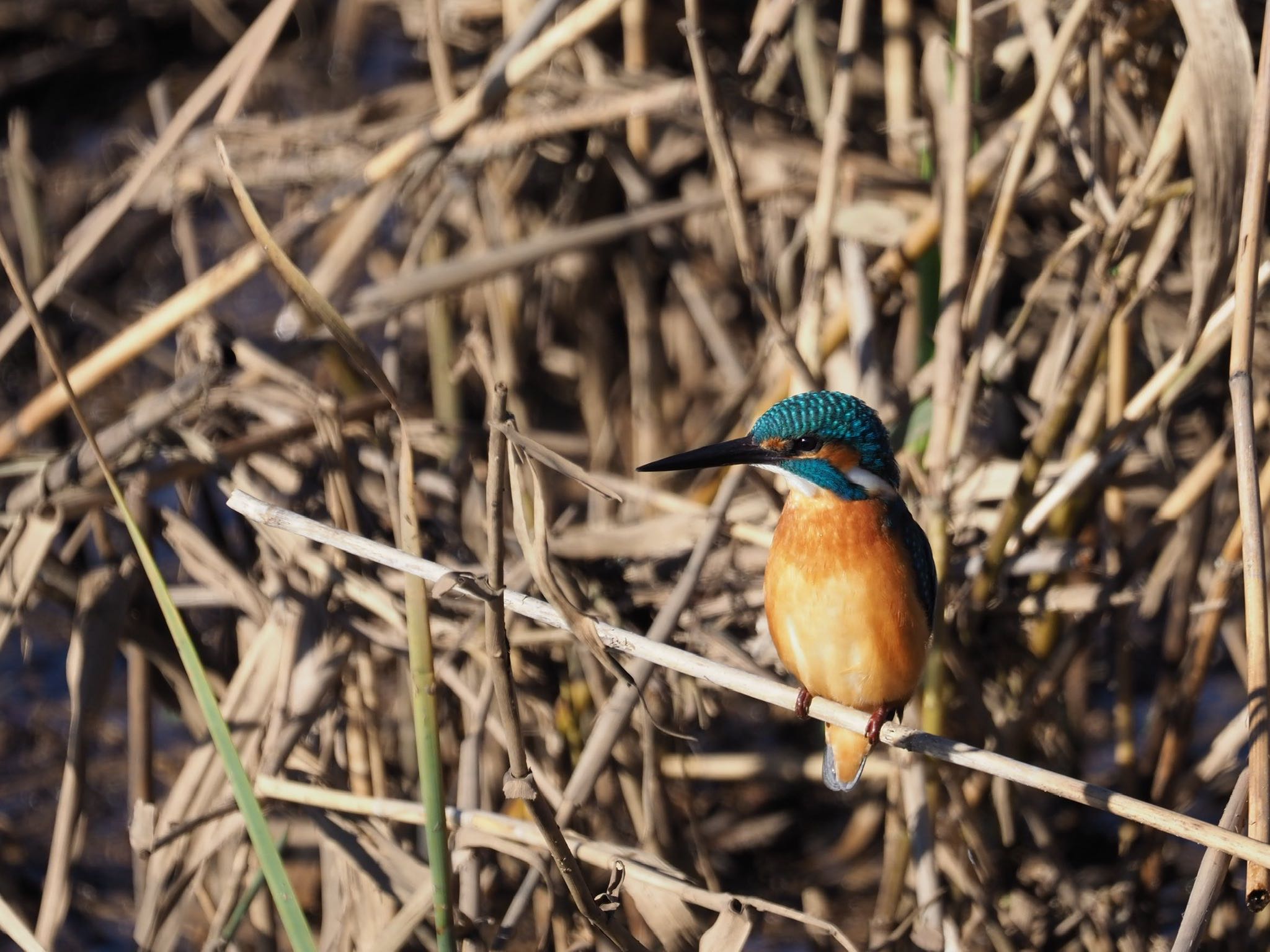 境川遊水地公園 カワセミの写真 by 青い鳥