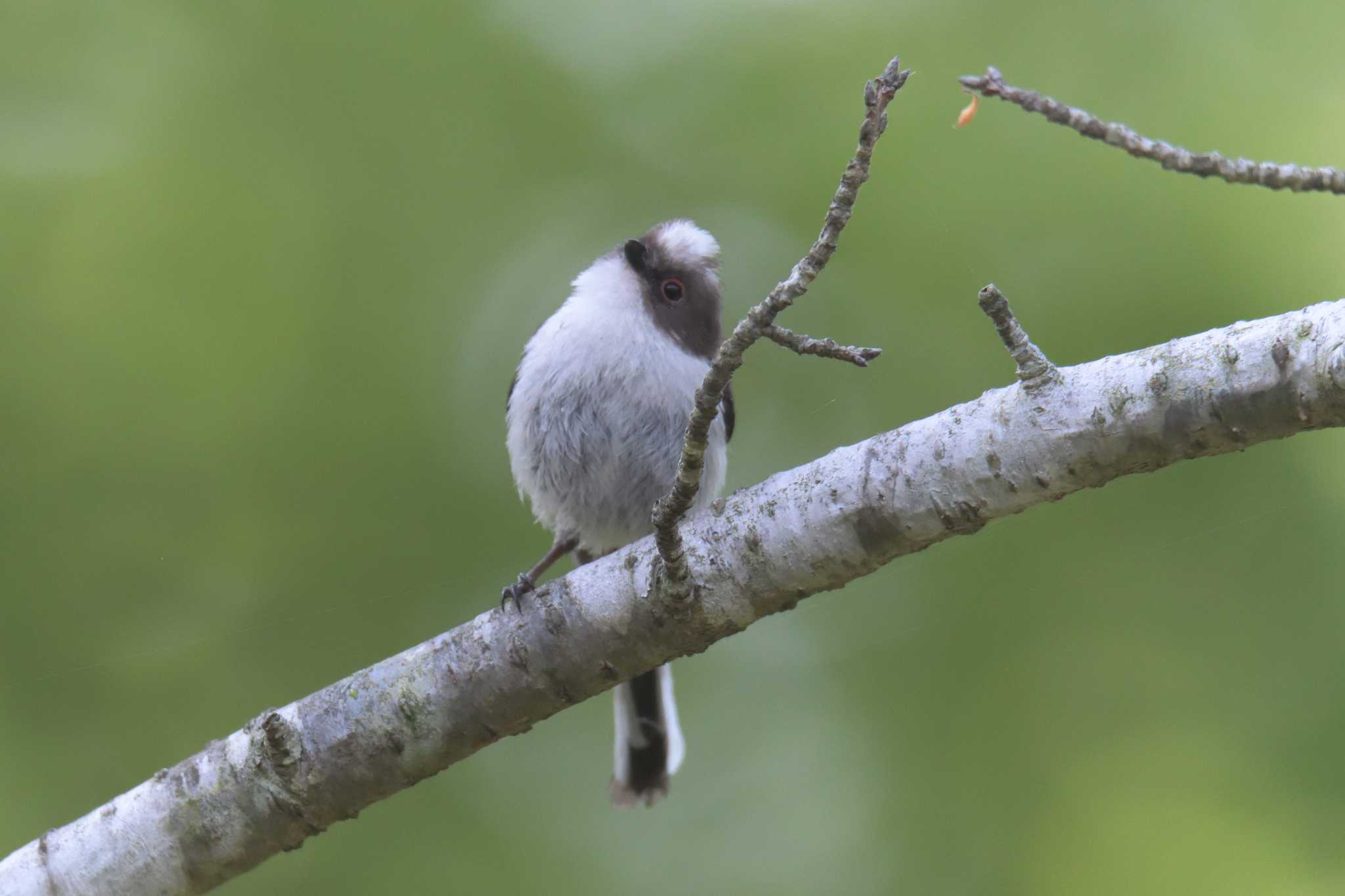 Photo of Long-tailed Tit at 滋賀県甲賀市甲南町創造の森 by masatsubo