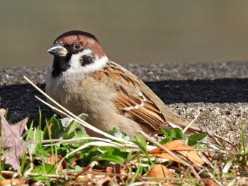 Eurasian Tree Sparrow 苧ヶ瀬池 Thu, 12/2/2021