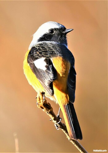 Daurian Redstart 湖北水鳥センター Sun, 11/28/2021