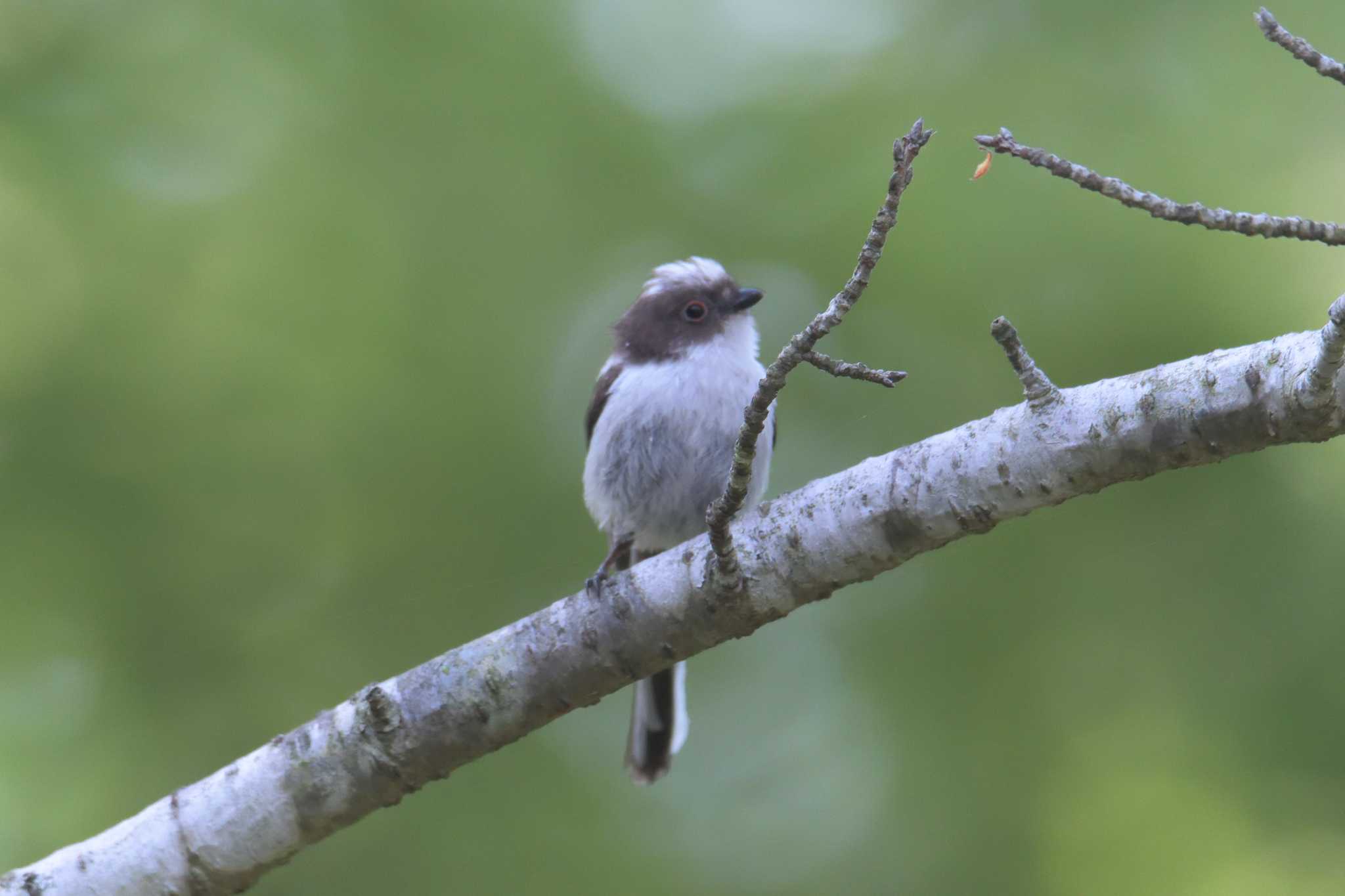 Long-tailed Tit