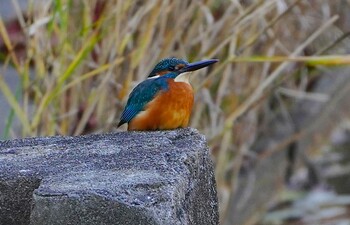 2021年12月2日(木) 茶臼山の野鳥観察記録