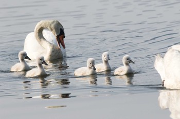 Sun, 5/21/2017 Birding report at 手賀沼遊歩道