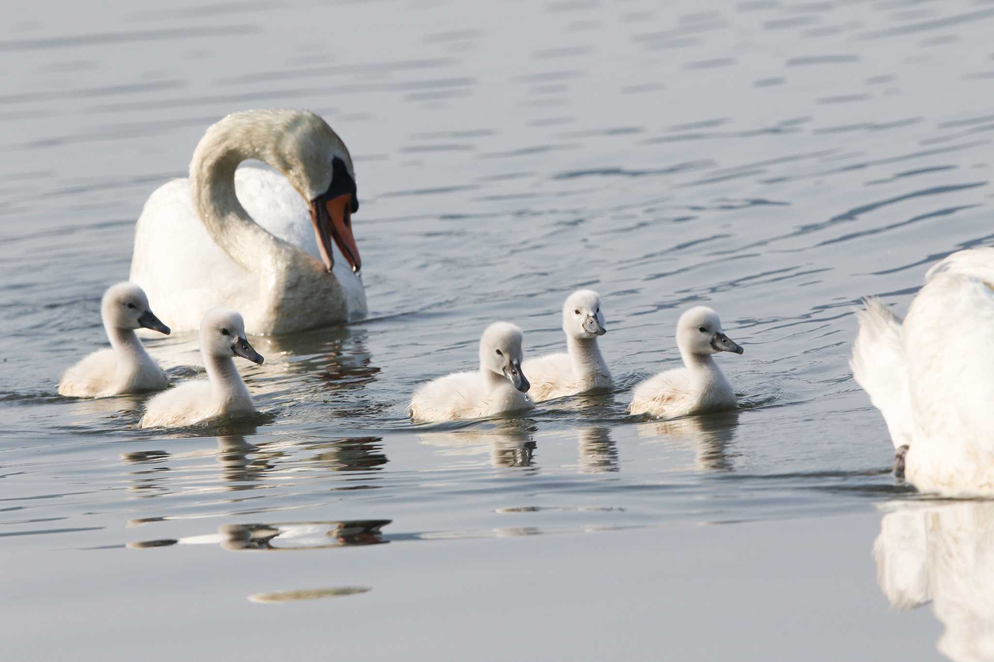 Photo of Mute Swan at 手賀沼遊歩道 by Trio