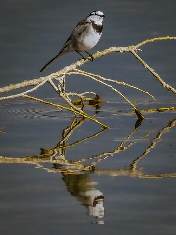 White Wagtail 武庫川 Sat, 11/13/2021