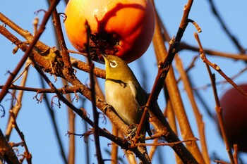 Warbling White-eye 東京都 Thu, 12/2/2021