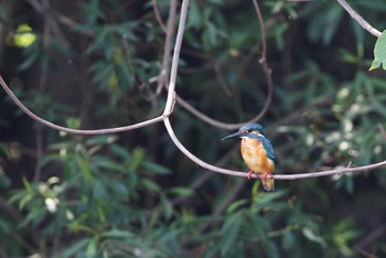 Common Kingfisher 柏ふるさと公園 Sun, 5/21/2017