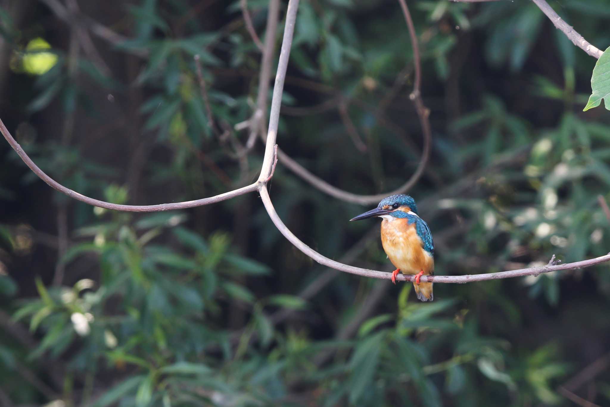 Photo of Common Kingfisher at 柏ふるさと公園 by Trio