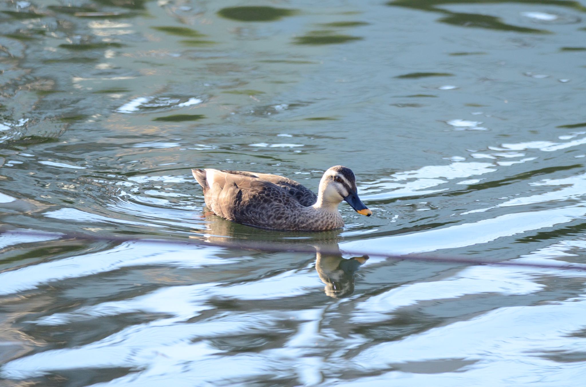 旧中川水辺公園 カルガモの写真 by あらどん