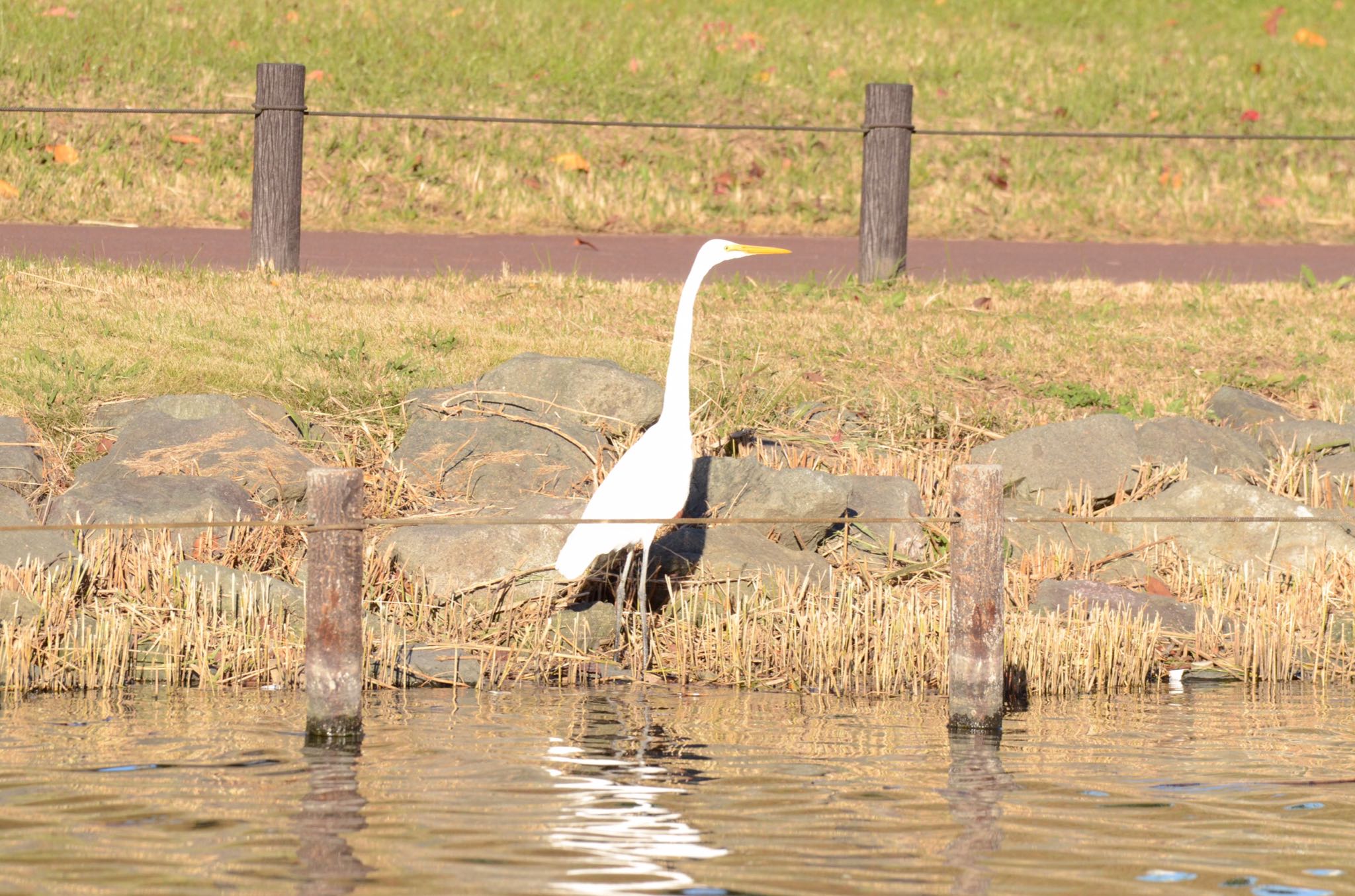 旧中川水辺公園 ダイサギの写真 by あらどん