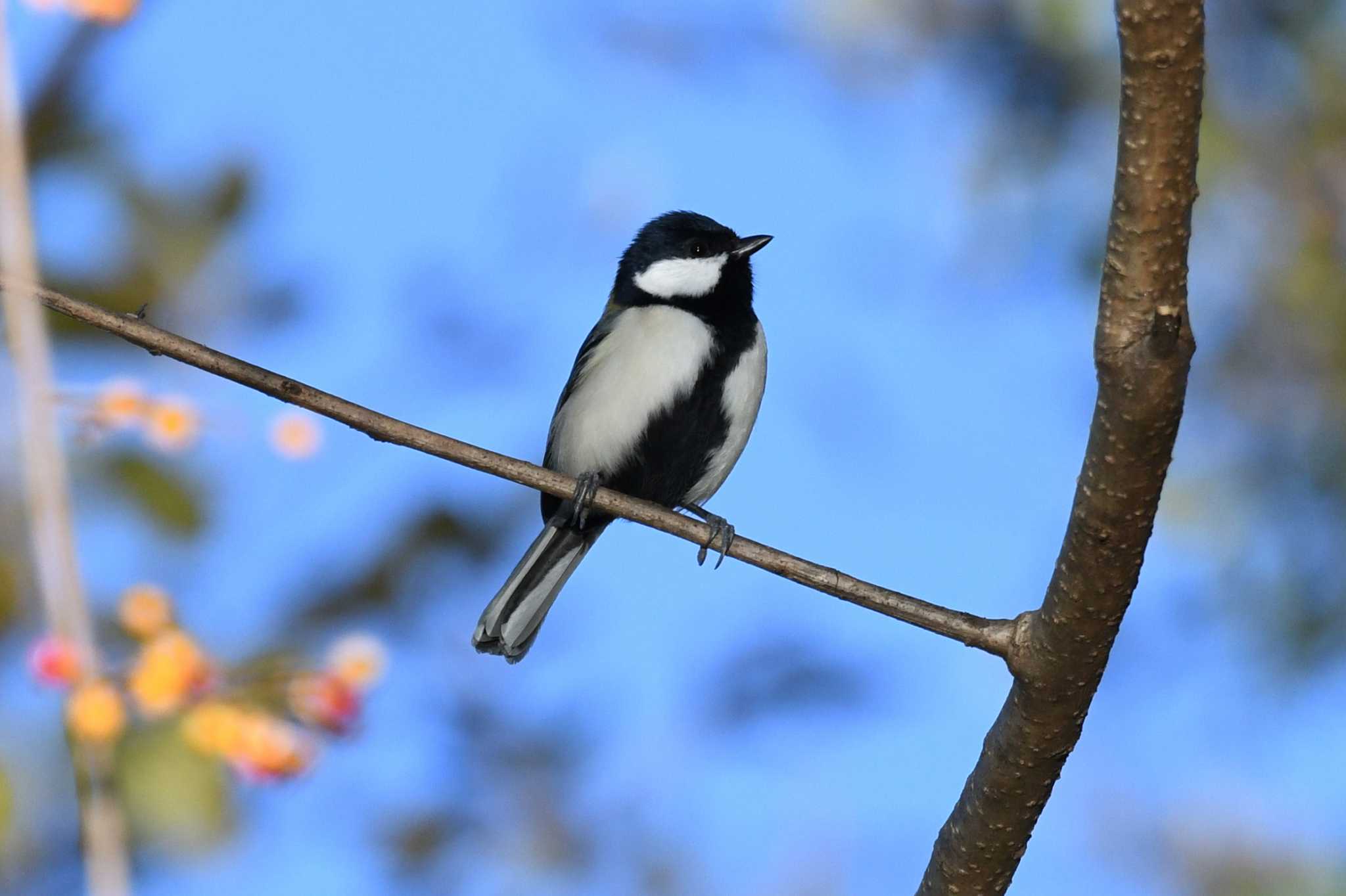 シジュウカラ