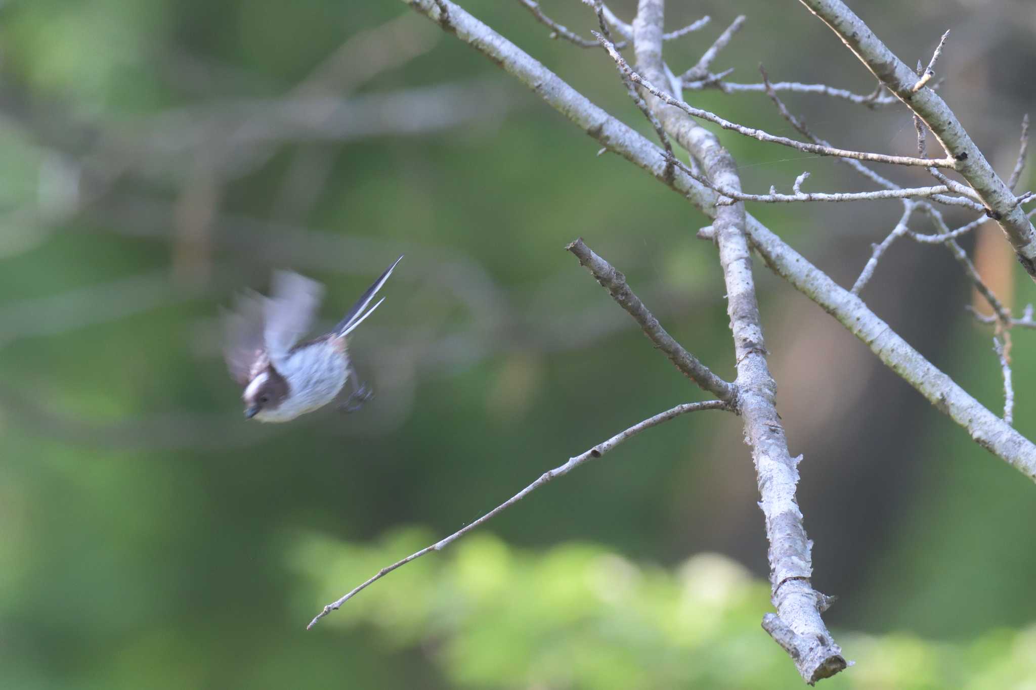 Long-tailed Tit