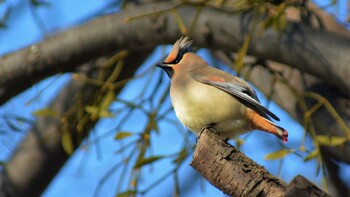 2021年2月11日(木) 小諸懐古園＆諏訪神社の野鳥観察記録