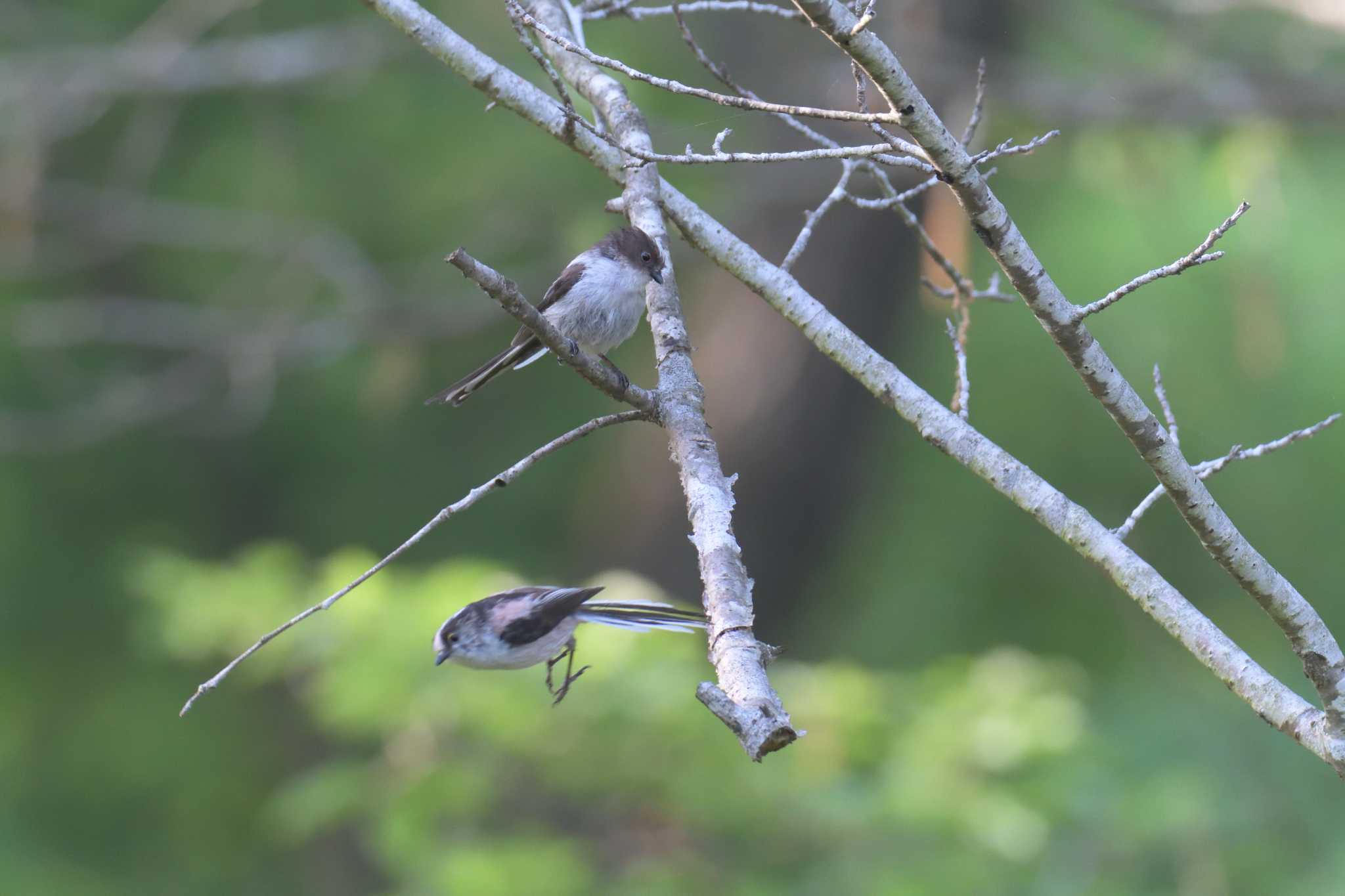 Long-tailed Tit