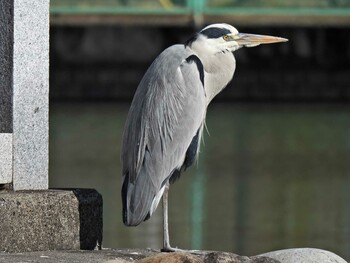 Grey Heron 苧ヶ瀬池 Thu, 12/2/2021