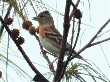 Brambling 恩納村 Mon, 11/29/2021