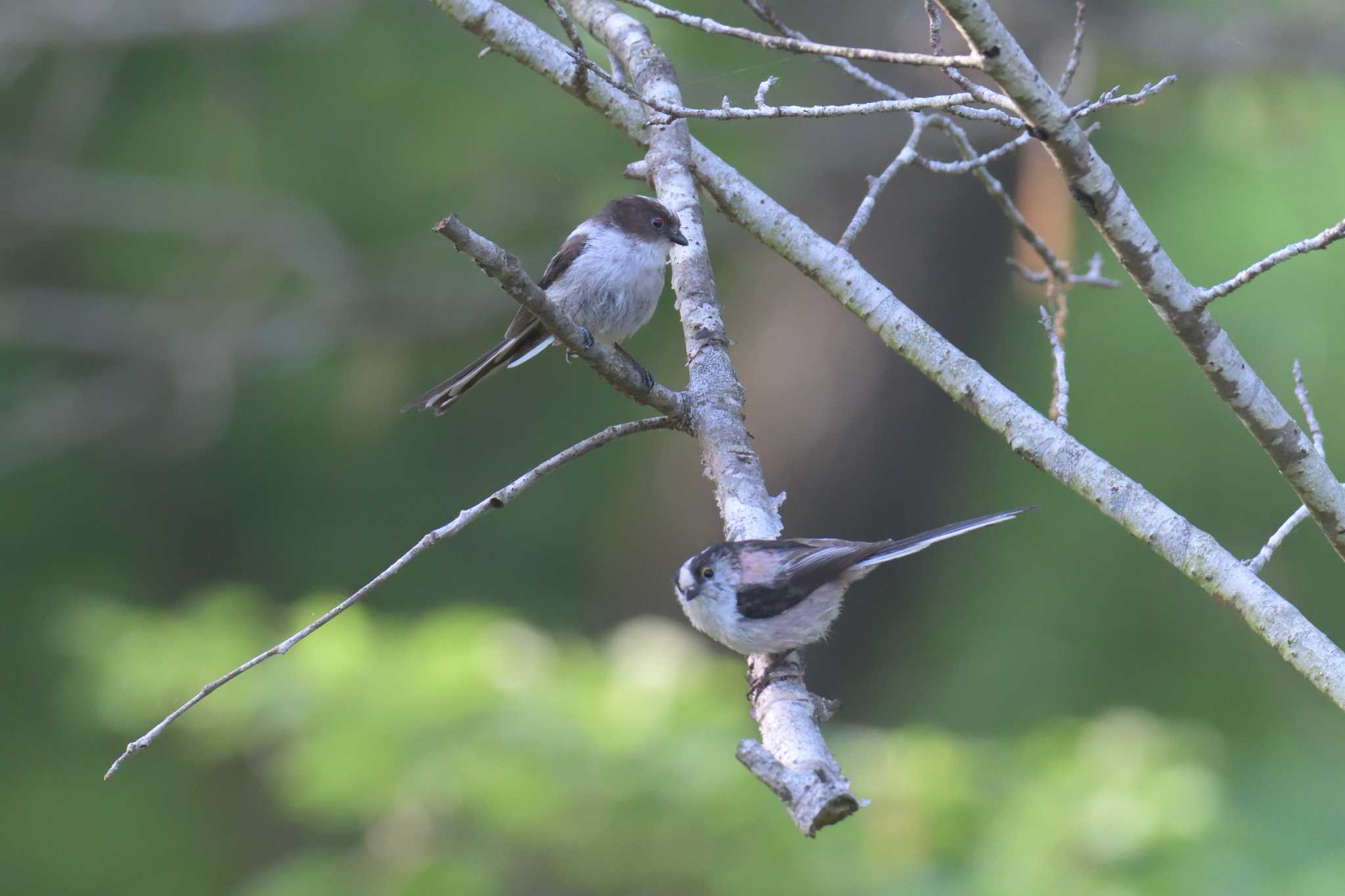 Long-tailed Tit