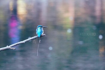 2021年12月2日(木) 泉の森公園の野鳥観察記録