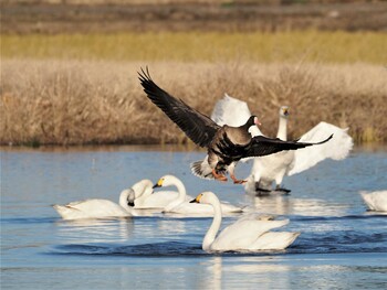 マガン 本埜村白鳥の郷 2021年12月2日(木)