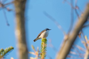 コルリ 静岡県 2017年5月21日(日)