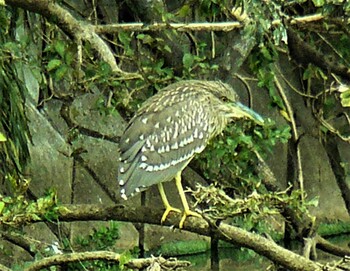 2021年11月7日(日) 轡関の野鳥観察記録