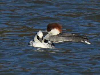 Smew 苧ヶ瀬池 Thu, 12/2/2021