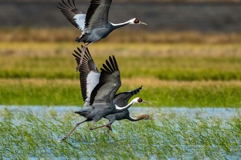 White-naped Crane Izumi Crane Observation Center Sat, 10/23/2021